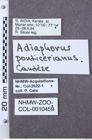 Etiketten zu Adiophorus ponticerianus (NHMW-ZOO-COL-0010459)